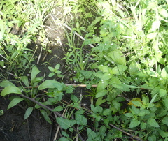 Alisma