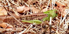 Locusta migratoria
