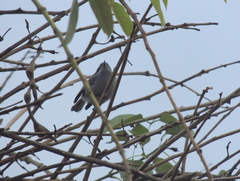 Polioptila dumicola