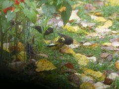 Coccothraustes vespertinus