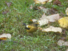 Coccothraustes vespertinus