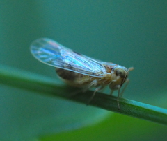 Laodelphax striatella