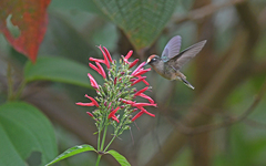Anthocephala berlepschi