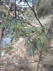Acacia dealbata
