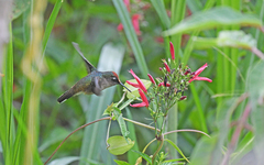 Anthocephala berlepschi
