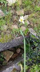 Moraea collina