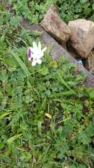 Sparaxis grandiflora