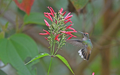 Anthocephala berlepschi