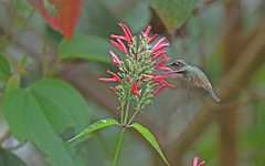 Anthocephala berlepschi