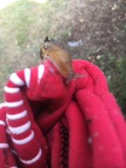 Arion intermedius