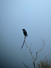 Lanius melanoleucus