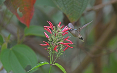 Anthocephala berlepschi
