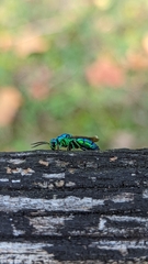 Chrysis smaragdula
