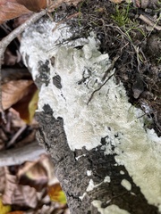 Byssomerulius corium