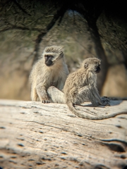 Chlorocebus pygerythrus pygerythrus