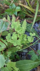 Oxalis