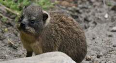 Procavia capensis capensis