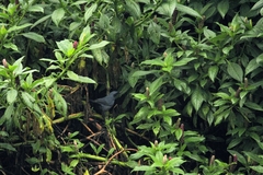 Melanotis caerulescens