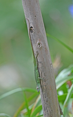 Anolis huilae