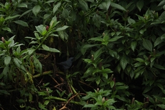 Melanotis caerulescens