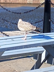 Larus