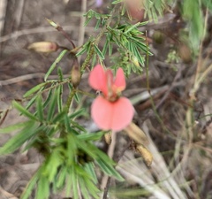 Indigofera verrucosa