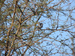Polioptila dumicola