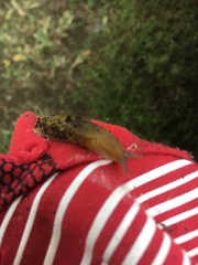 Arion intermedius