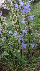 Campanula pyramidalis