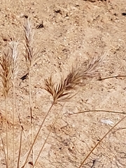 Bromus rubens