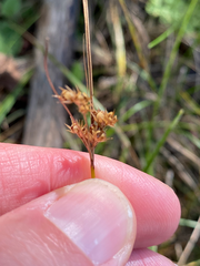 Juncus
