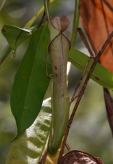 Nepenthes mirabilis