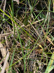 Juncus