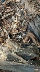 Phalangium opilio