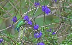 Chlorostilbon melanorhynchus