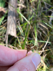 Juncus