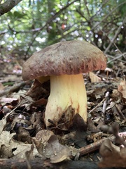 Butyriboletus appendiculatus