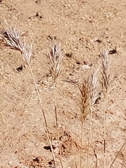 Bromus rubens