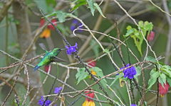 Chlorostilbon melanorhynchus