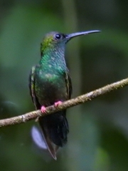 Chalybura urochrysia