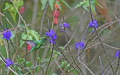 Chlorostilbon melanorhynchus