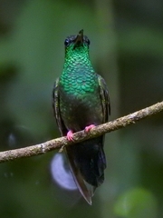 Chalybura urochrysia
