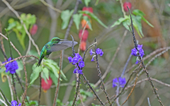 Chlorostilbon melanorhynchus