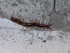 Scolopendra dehaani