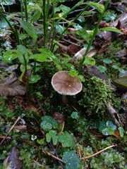 Pluteus
