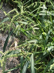 Echinochloa