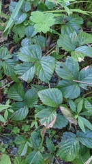 Rubus hispidus