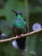 Chalybura urochrysia
