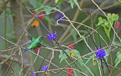 Chlorostilbon melanorhynchus