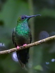 Chalybura urochrysia